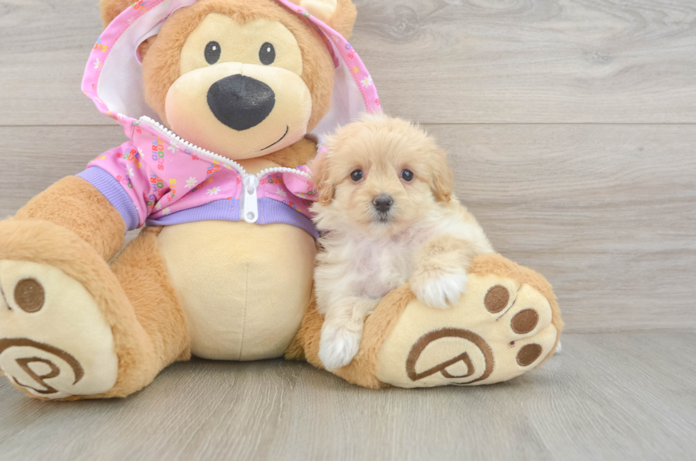 6 week old Maltipoo Puppy For Sale - Windy City Pups