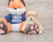 9 week old Maltipoo Puppy For Sale - Windy City Pups