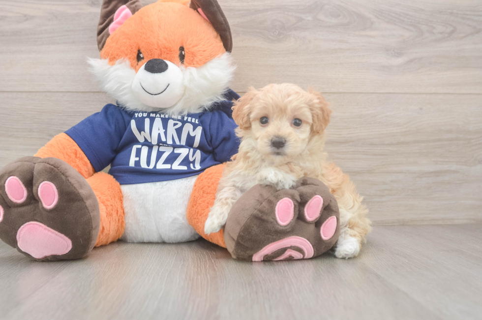 8 week old Maltipoo Puppy For Sale - Windy City Pups