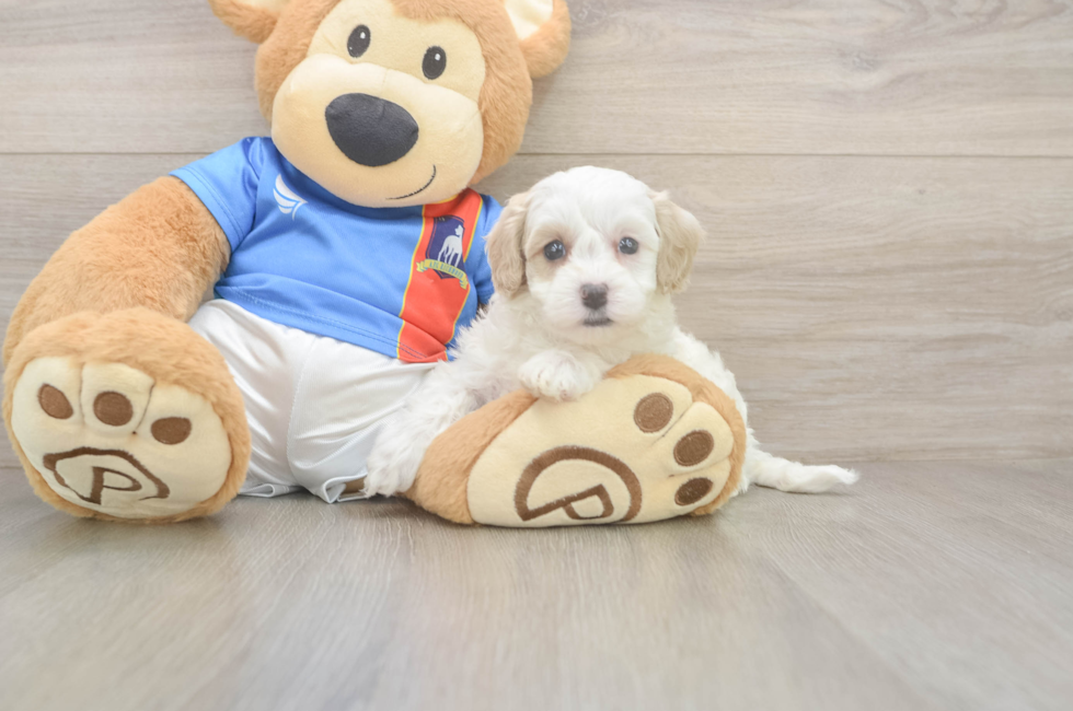 5 week old Maltipoo Puppy For Sale - Windy City Pups