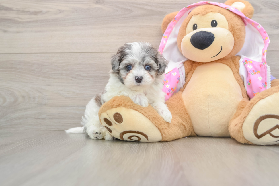 Funny Maltipoo Poodle Mix Pup