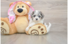 Popular Maltipoo Poodle Mix Pup