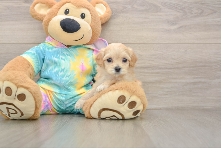 Popular Maltipoo Poodle Mix Pup