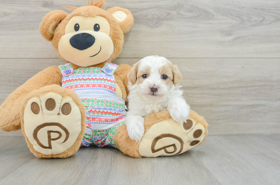 5 week old Maltipoo Puppy For Sale - Windy City Pups