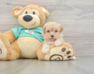 8 week old Maltipoo Puppy For Sale - Windy City Pups