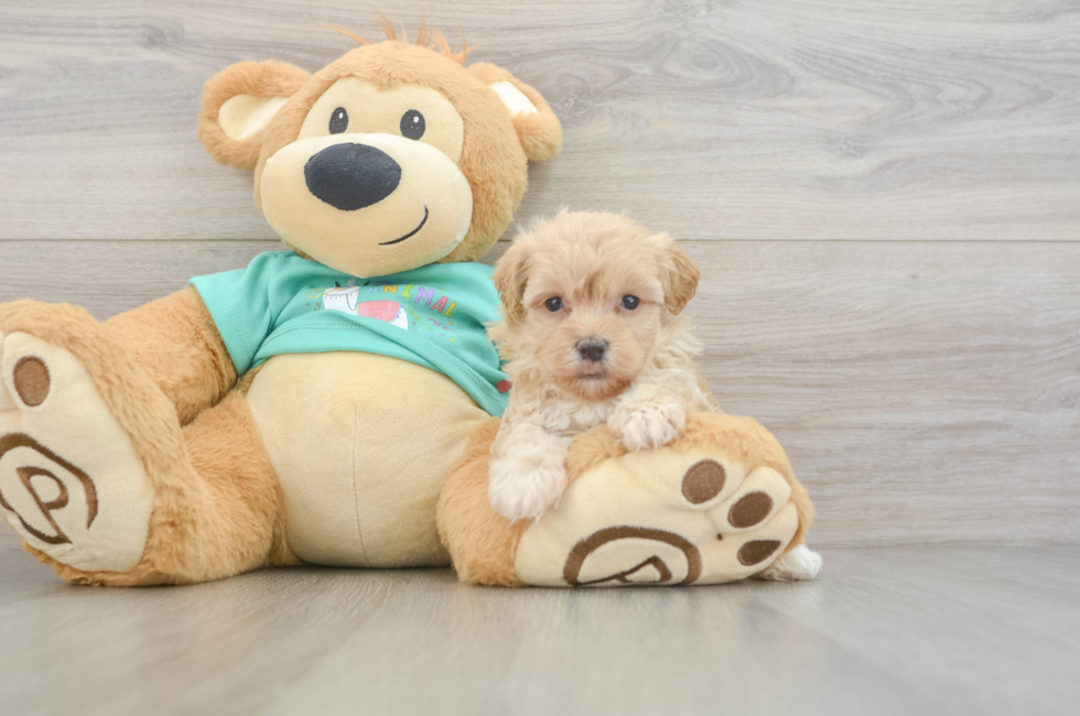 5 week old Maltipoo Puppy For Sale - Windy City Pups