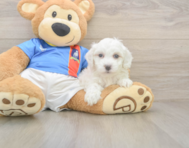9 week old Maltipoo Puppy For Sale - Windy City Pups