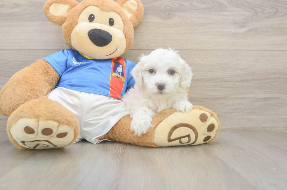 5 week old Maltipoo Puppy For Sale - Windy City Pups