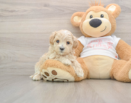 9 week old Maltipoo Puppy For Sale - Windy City Pups