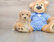 6 week old Maltipoo Puppy For Sale - Windy City Pups