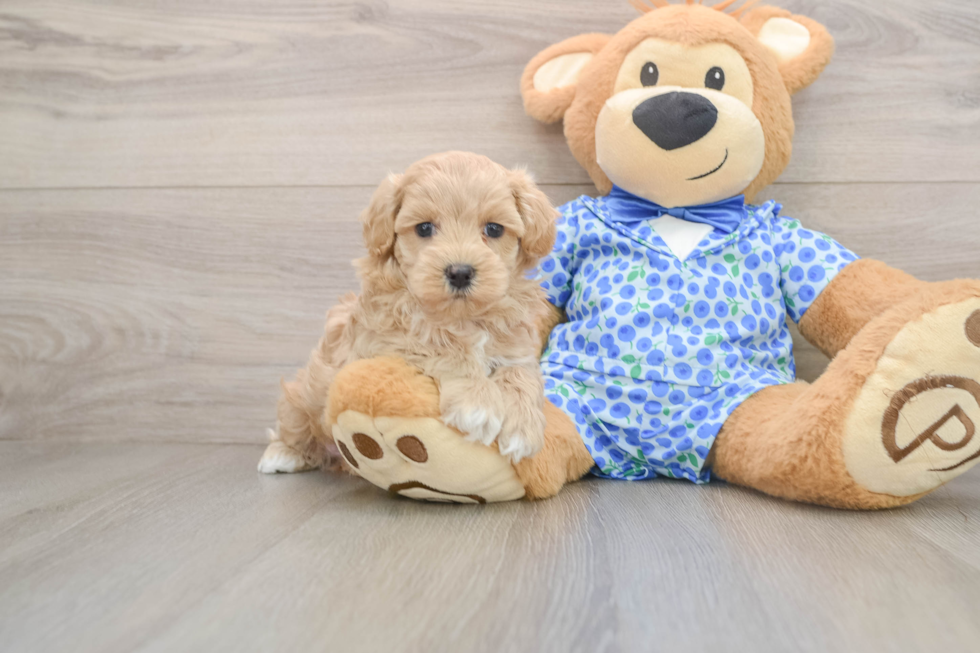 Playful Maltepoo Poodle Mix Puppy