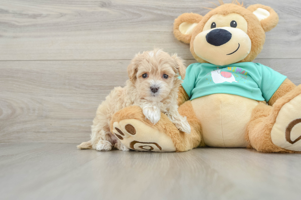 5 week old Maltipoo Puppy For Sale - Windy City Pups