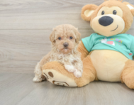 8 week old Maltipoo Puppy For Sale - Windy City Pups