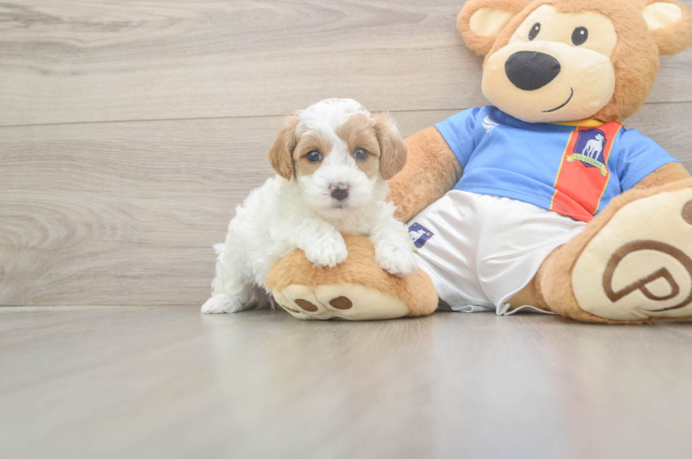 5 week old Maltipoo Puppy For Sale - Windy City Pups