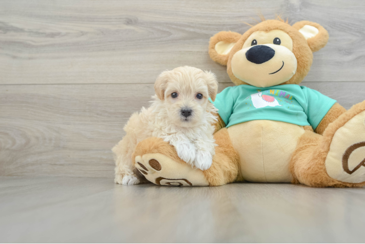 Petite Maltipoo Poodle Mix Pup