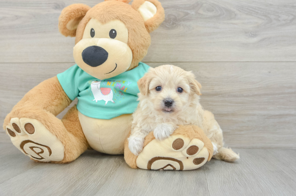 7 week old Maltipoo Puppy For Sale - Windy City Pups