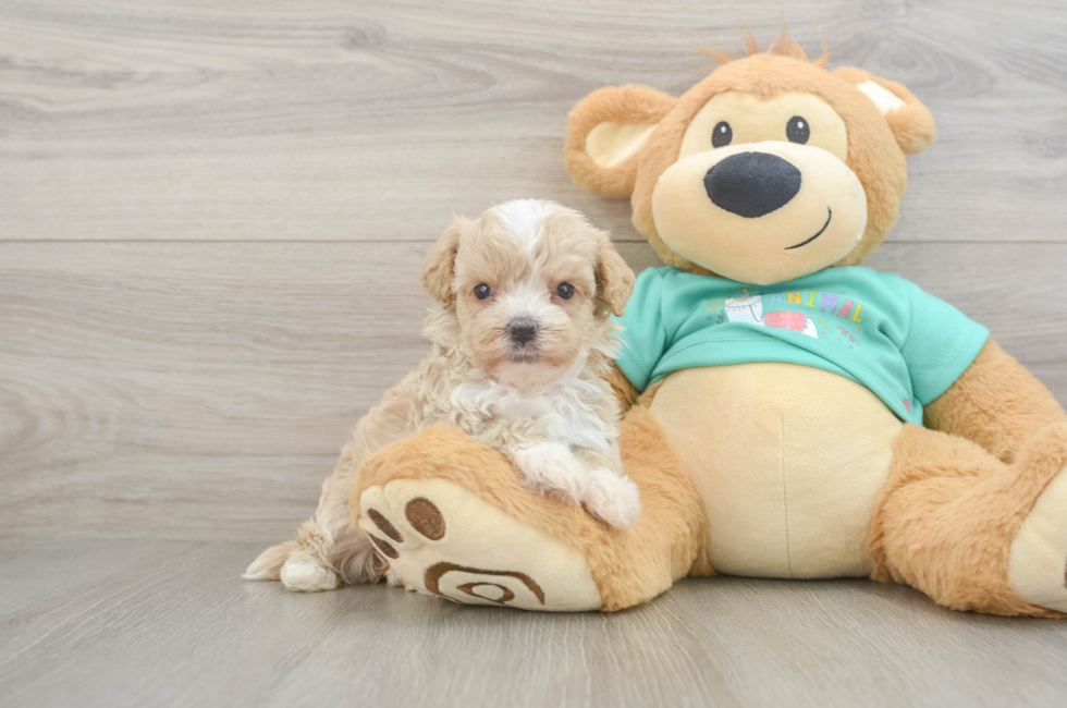 5 week old Maltipoo Puppy For Sale - Windy City Pups