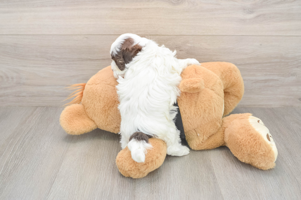 Maltipoo Pup Being Cute