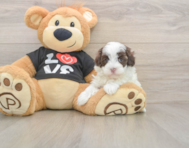 7 week old Maltipoo Puppy For Sale - Windy City Pups