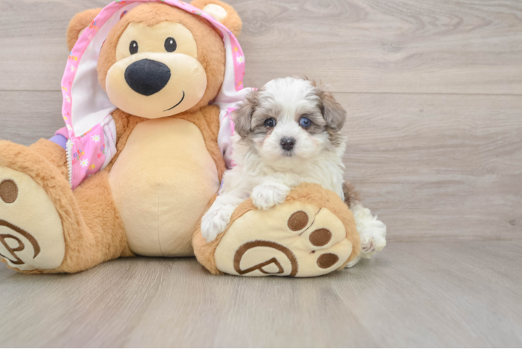 Hypoallergenic Malt Oodle Poodle Mix Puppy