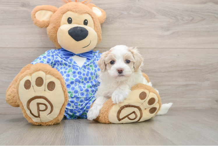 Maltipoo Puppy for Adoption