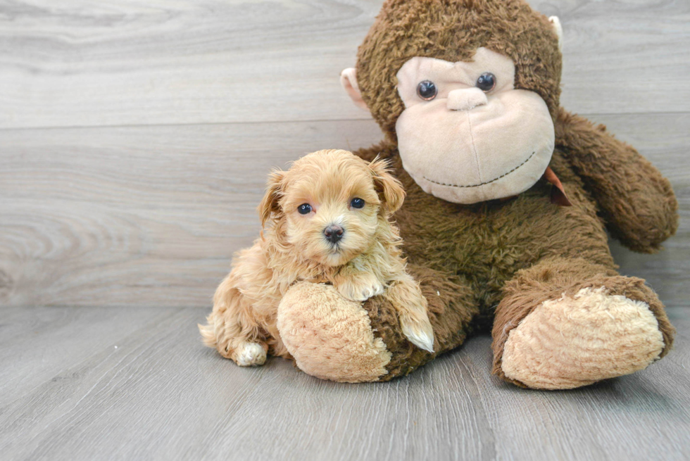 Best Maltipoo Baby