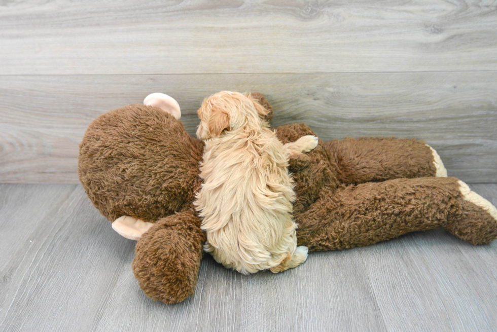 Fluffy Maltipoo Poodle Mix Pup