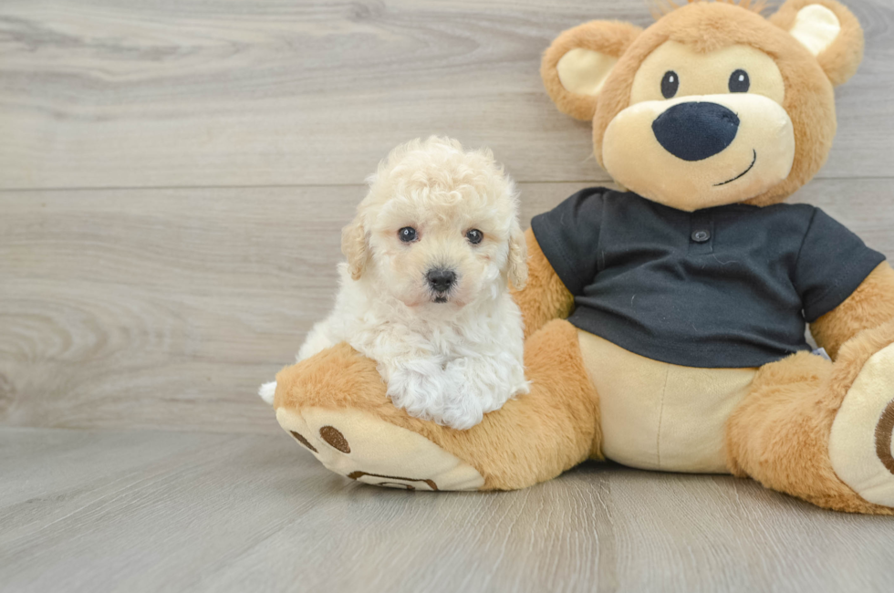 7 week old Maltipoo Puppy For Sale - Windy City Pups