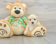 7 week old Maltipoo Puppy For Sale - Windy City Pups