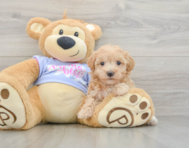 8 week old Maltipoo Puppy For Sale - Windy City Pups