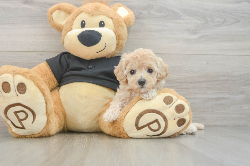 5 week old Maltipoo Puppy For Sale - Windy City Pups