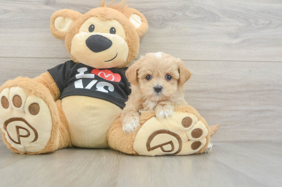 5 week old Maltipoo Puppy For Sale - Windy City Pups