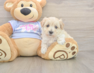 8 week old Maltipoo Puppy For Sale - Windy City Pups