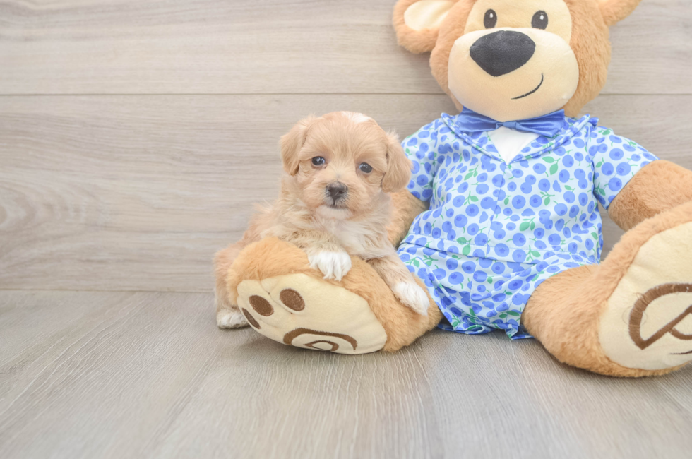 5 week old Maltipoo Puppy For Sale - Windy City Pups