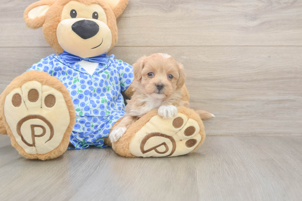 Funny Maltipoo Poodle Mix Pup