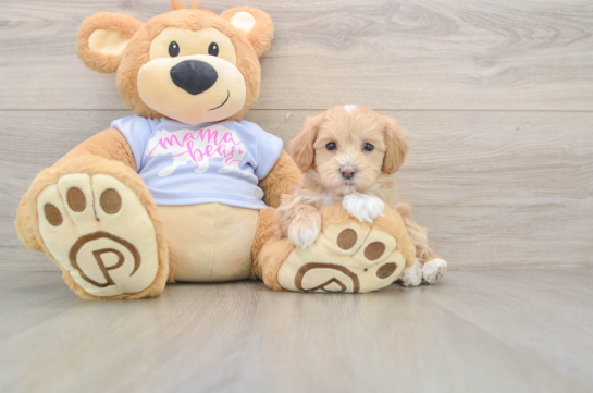 Maltipoo Pup Being Cute
