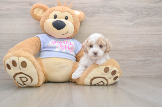 Happy Maltipoo Baby