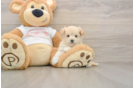 Friendly Maltipoo Baby