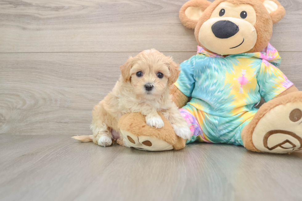 Best Maltipoo Baby