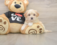 8 week old Maltipoo Puppy For Sale - Windy City Pups