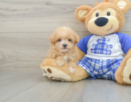 8 week old Maltipoo Puppy For Sale - Windy City Pups