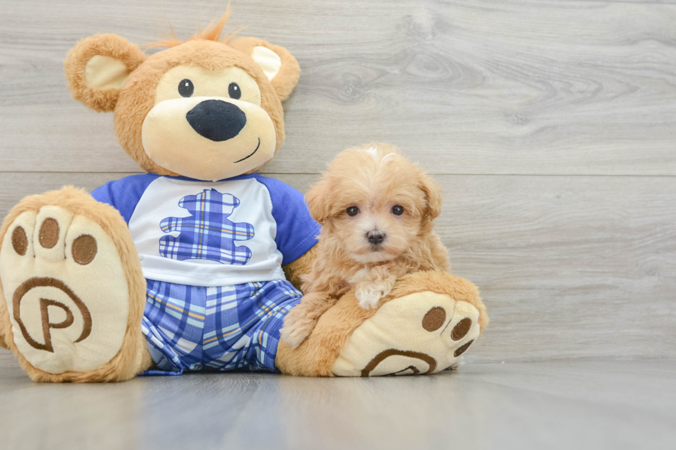 Maltipoo Pup Being Cute