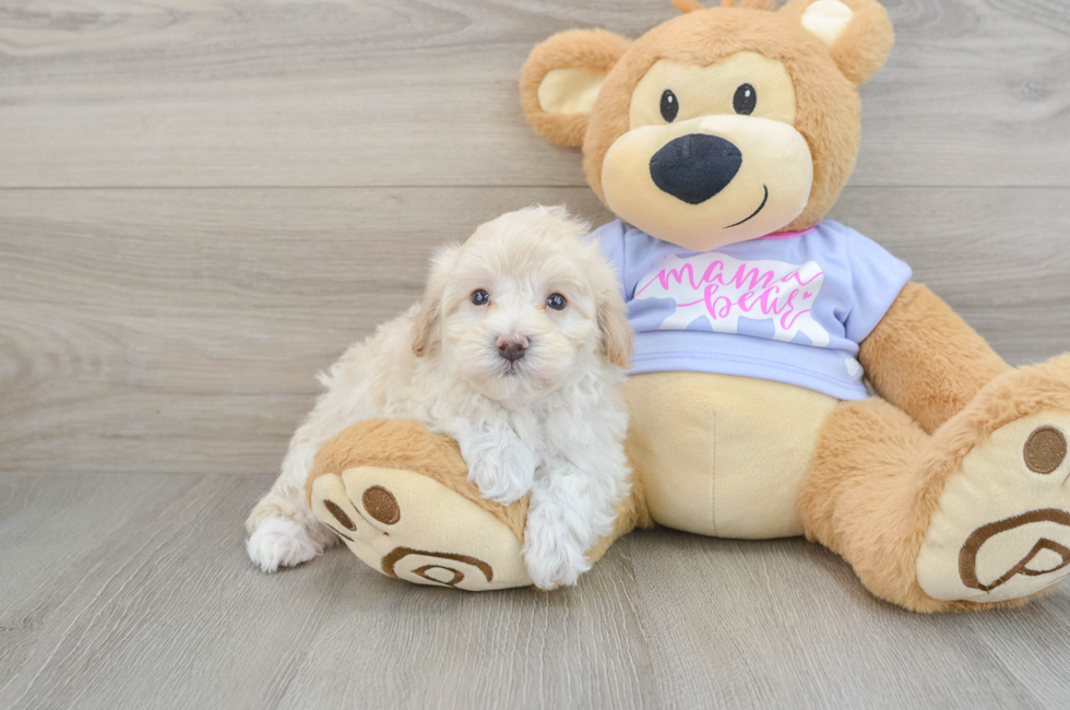 5 week old Maltipoo Puppy For Sale - Windy City Pups