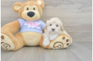 Small Maltipoo Baby