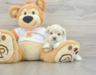 8 week old Maltipoo Puppy For Sale - Windy City Pups