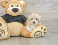 8 week old Maltipoo Puppy For Sale - Windy City Pups