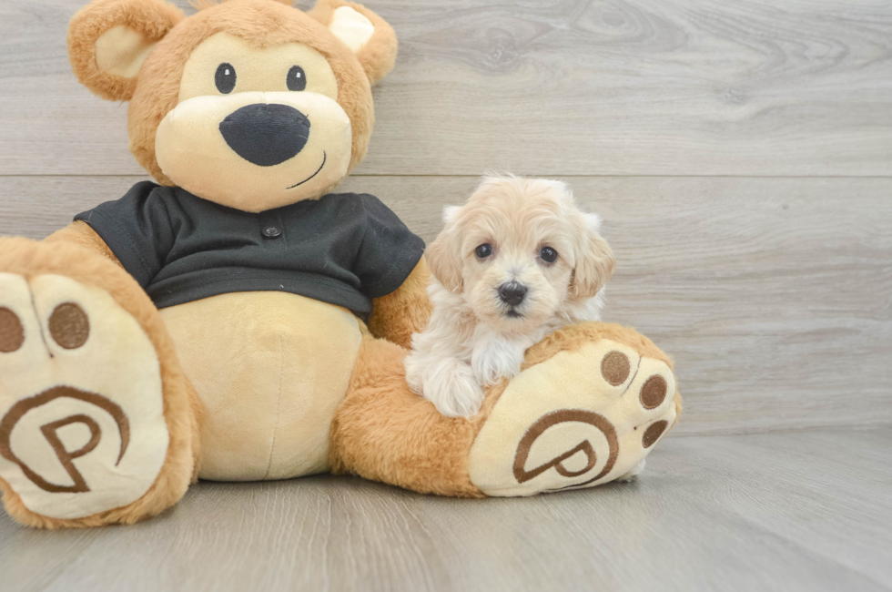 5 week old Maltipoo Puppy For Sale - Windy City Pups