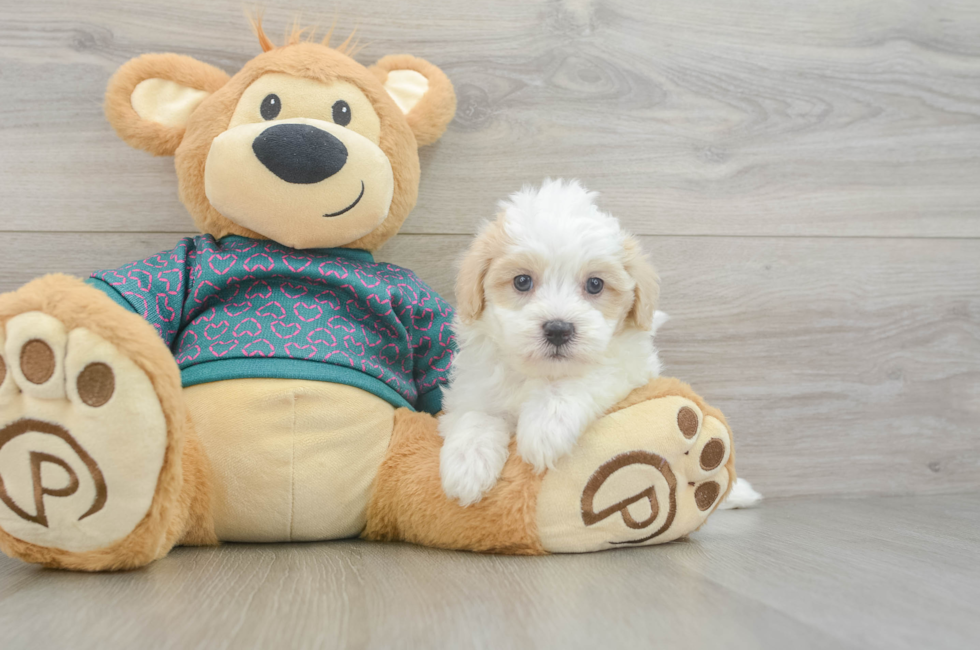 6 week old Maltipoo Puppy For Sale - Windy City Pups
