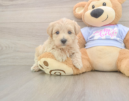 7 week old Maltipoo Puppy For Sale - Windy City Pups