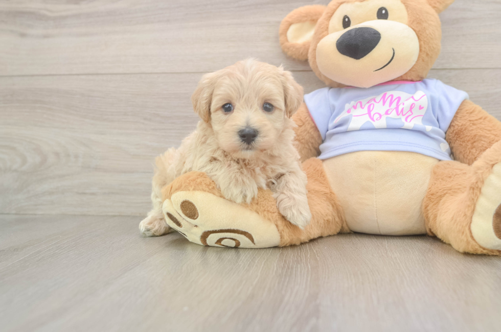 6 week old Maltipoo Puppy For Sale - Windy City Pups